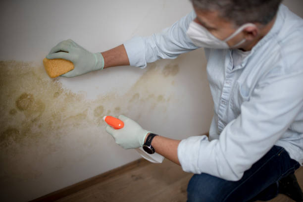 Best Residential Mold Remediation in Lutz, FL