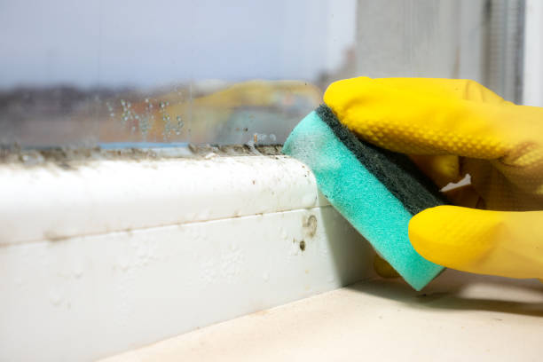 Trusted Lutz, FL Mold Remediation Experts
