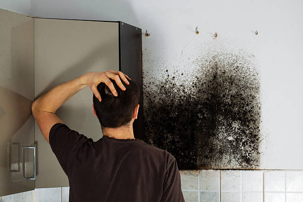 Best White Mold Remediation in Lutz, FL