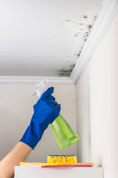 Best Commercial Mold Remediation in Lutz, FL